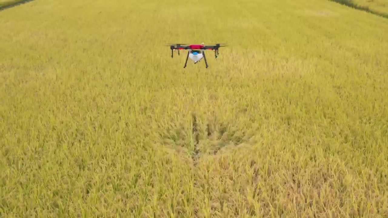 稲田上空でドローン農薬散布を実施している様子